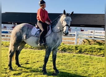 Caballo de deporte irlandés, Caballo castrado, 5 años, 158 cm, Tordo rodado