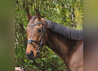 Caballo de deporte irlandés, Caballo castrado, 5 años, 160 cm, Castaño