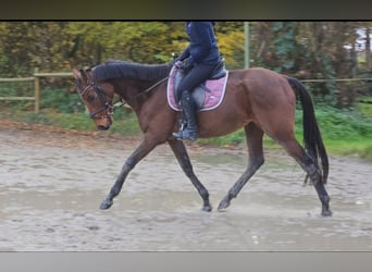 Caballo de deporte irlandés, Caballo castrado, 5 años, 160 cm, Castaño