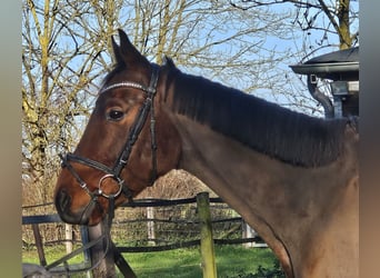 Caballo de deporte irlandés, Caballo castrado, 5 años, 160 cm, Castaño