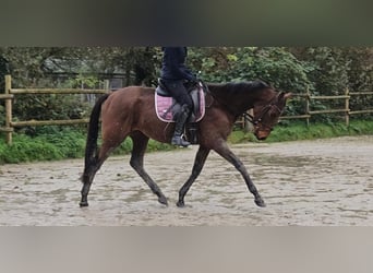 Caballo de deporte irlandés, Caballo castrado, 5 años, 160 cm, Castaño