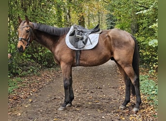 Caballo de deporte irlandés, Caballo castrado, 5 años, 160 cm, Castaño