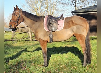 Caballo de deporte irlandés, Caballo castrado, 5 años, 160 cm, Castaño