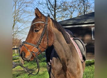 Caballo de deporte irlandés, Caballo castrado, 5 años, 160 cm, Castaño