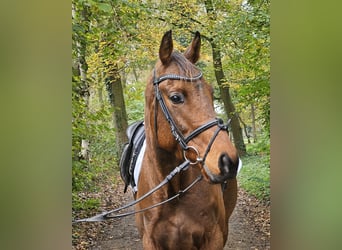 Caballo de deporte irlandés, Caballo castrado, 5 años, 160 cm, Castaño