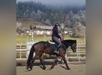 Caballo de deporte irlandés, Caballo castrado, 5 años, 160 cm, Castaño oscuro