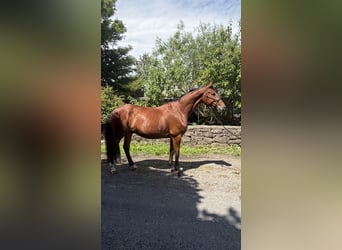 Caballo de deporte irlandés, Caballo castrado, 5 años, 160 cm, Castaño rojizo