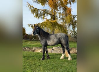 Caballo de deporte irlandés Mestizo, Caballo castrado, 5 años, 160 cm, Musgo