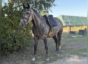 Caballo de deporte irlandés, Caballo castrado, 5 años, 160 cm, Tordillo negro
