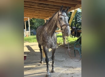 Caballo de deporte irlandés, Caballo castrado, 5 años, 160 cm, Tordillo negro