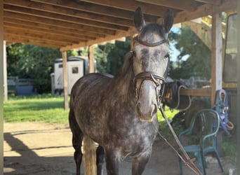 Caballo de deporte irlandés, Caballo castrado, 5 años, 160 cm, Tordillo negro