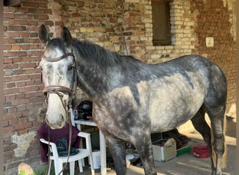Caballo de deporte irlandés, Caballo castrado, 5 años, 160 cm, Tordillo negro