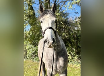 Caballo de deporte irlandés, Caballo castrado, 5 años, 160 cm, Tordo