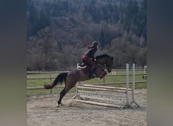Caballo de deporte irlandés, Caballo castrado, 5 años, 162 cm, Castaño oscuro