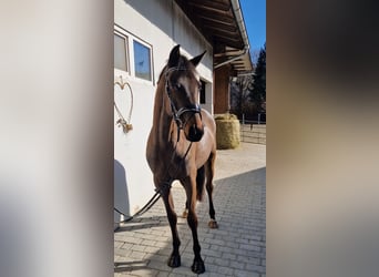 Caballo de deporte irlandés, Caballo castrado, 5 años, 162 cm, Castaño oscuro
