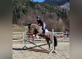 Caballo de deporte irlandés, Caballo castrado, 5 años, 162 cm, Castaño oscuro