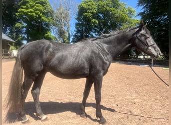 Caballo de deporte irlandés, Caballo castrado, 5 años, 162 cm, Tordo