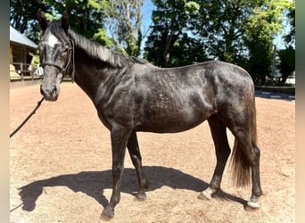 Caballo de deporte irlandés, Caballo castrado, 5 años, 162 cm, Tordo