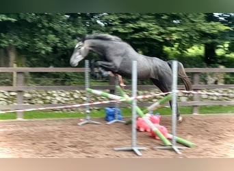 Caballo de deporte irlandés, Caballo castrado, 5 años, 162 cm, Tordo