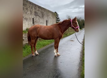 Caballo de deporte irlandés, Caballo castrado, 5 años, 163 cm, Alazán-tostado