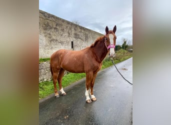 Caballo de deporte irlandés, Caballo castrado, 5 años, 163 cm, Alazán-tostado