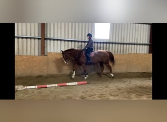 Caballo de deporte irlandés, Caballo castrado, 5 años, 163 cm, Alazán-tostado