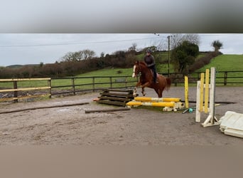 Caballo de deporte irlandés, Caballo castrado, 5 años, 163 cm, Alazán-tostado