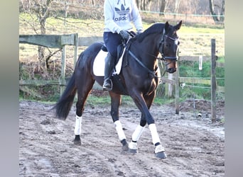 Caballo de deporte irlandés Mestizo, Caballo castrado, 5 años, 163 cm, Castaño oscuro