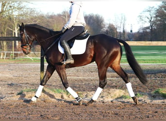 Caballo de deporte irlandés Mestizo, Caballo castrado, 5 años, 163 cm, Castaño oscuro