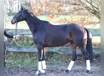 Caballo de deporte irlandés Mestizo, Caballo castrado, 5 años, 163 cm, Castaño oscuro