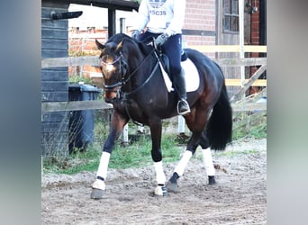 Caballo de deporte irlandés Mestizo, Caballo castrado, 5 años, 163 cm, Castaño oscuro