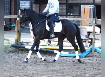 Caballo de deporte irlandés Mestizo, Caballo castrado, 5 años, 163 cm, Castaño oscuro