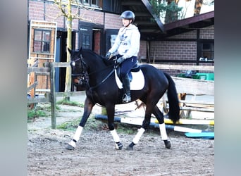 Caballo de deporte irlandés Mestizo, Caballo castrado, 5 años, 163 cm, Castaño oscuro