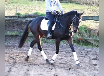 Caballo de deporte irlandés Mestizo, Caballo castrado, 5 años, 163 cm, Castaño oscuro