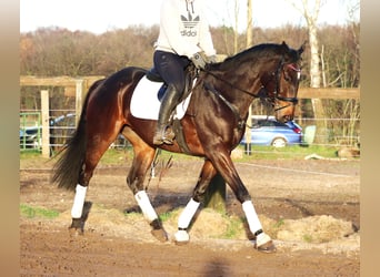 Caballo de deporte irlandés Mestizo, Caballo castrado, 5 años, 163 cm, Castaño oscuro