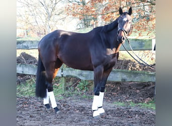 Caballo de deporte irlandés Mestizo, Caballo castrado, 5 años, 163 cm, Castaño oscuro