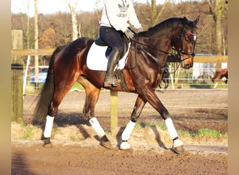 Caballo de deporte irlandés Mestizo, Caballo castrado, 5 años, 163 cm, Castaño oscuro