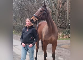 Caballo de deporte irlandés, Caballo castrado, 5 años, 164 cm, Castaño