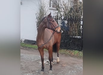 Caballo de deporte irlandés, Caballo castrado, 5 años, 164 cm, Castaño