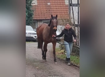 Caballo de deporte irlandés, Caballo castrado, 5 años, 164 cm, Castaño