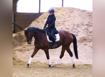 Caballo de deporte irlandés Mestizo, Caballo castrado, 5 años, 164 cm, Castaño