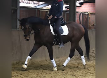 Caballo de deporte irlandés Mestizo, Caballo castrado, 5 años, 164 cm, Castaño oscuro
