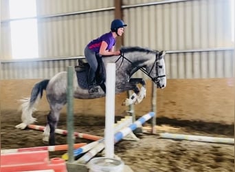 Caballo de deporte irlandés, Caballo castrado, 5 años, 164 cm, Tordo rodado