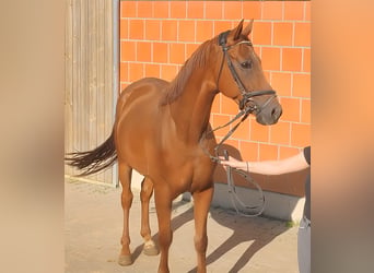 Caballo de deporte irlandés, Caballo castrado, 5 años, 165 cm, Alazán