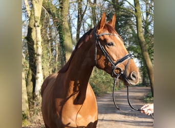 Caballo de deporte irlandés, Caballo castrado, 5 años, 165 cm, Alazán-tostado