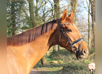 Caballo de deporte irlandés, Caballo castrado, 5 años, 165 cm, Alazán-tostado