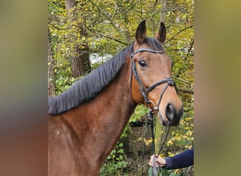 Caballo de deporte irlandés, Caballo castrado, 5 años, 165 cm, Castaño