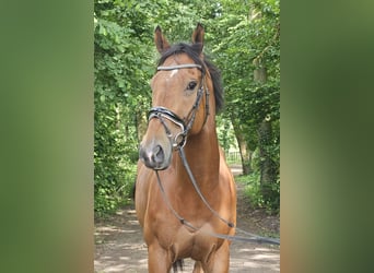 Caballo de deporte irlandés, Caballo castrado, 5 años, 165 cm, Castaño