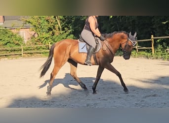 Caballo de deporte irlandés, Caballo castrado, 5 años, 165 cm, Castaño