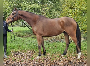 Caballo de deporte irlandés, Caballo castrado, 5 años, 165 cm, Castaño